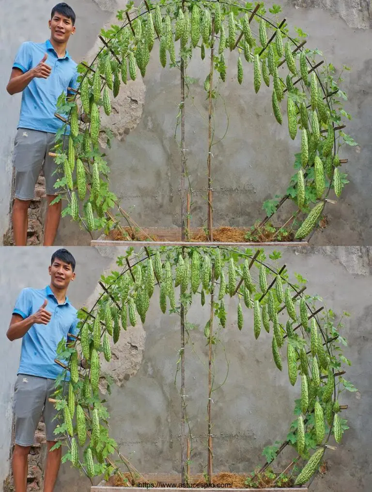 Recyceln Sie Stroh und Bananen leicht bitter melon zu Hause wachsen – viel Obst!