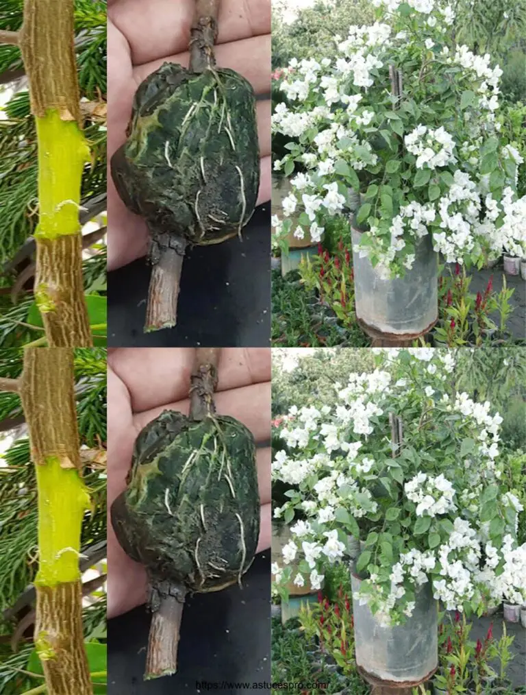 Wie man leicht Luft-Marcottage einer Pflanze Bougainvillier