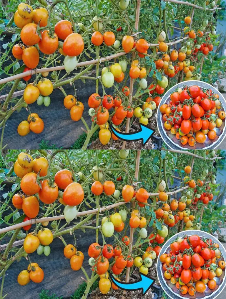 Wachsen Sie Tomaten zu Hause: Einfach und gesund, wir ernten Tonnen Tomaten!