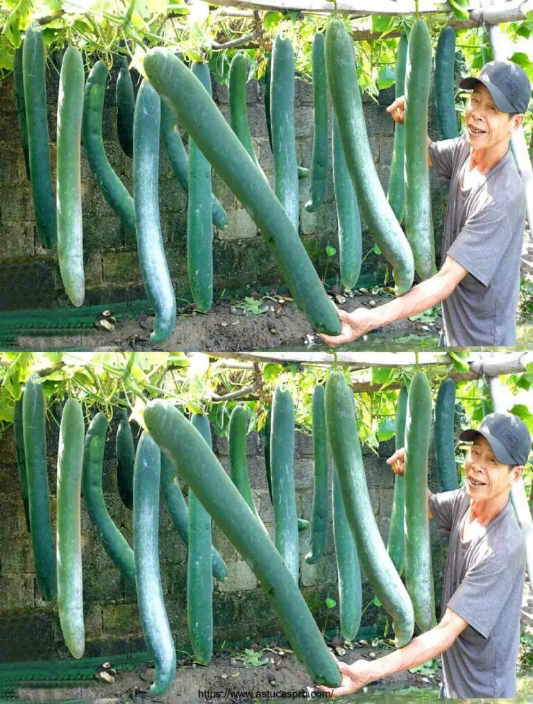 Versuchen Sie, lange Squash zu Hause zu wachsen und von der Menge an Obst überrascht sein!