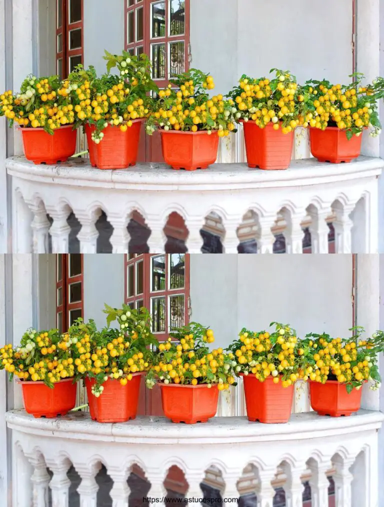 Viele köstliche Früchte, wachsende Kirsch Tomaten auf dem Balkon.