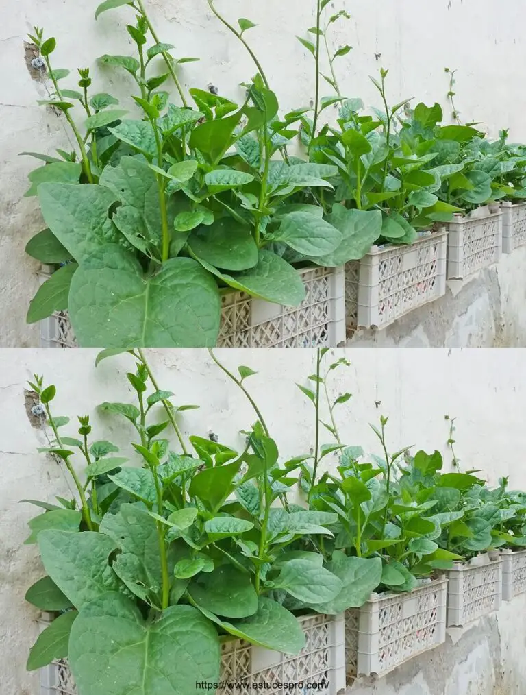 Keine Notwendigkeit für einen Garten, drehen Sie eine Wand in einen Miniatur hängenden Garten mit nur alten Plastikkörben.