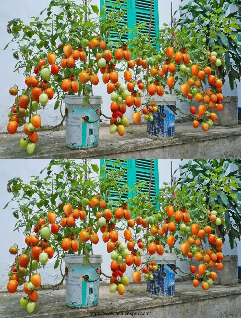 Innovative Methode des Anbaus von Tomaten in Plastiktöpfen, Ernte viele saftige Tomaten dank Bananen!