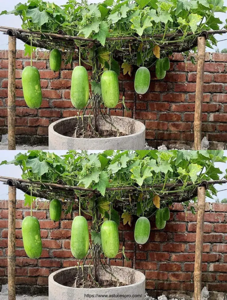 Wie Winter Melon zu Hause aus Samen / Kultivieren Wachs Squash von Samen zu Ernte wachsen