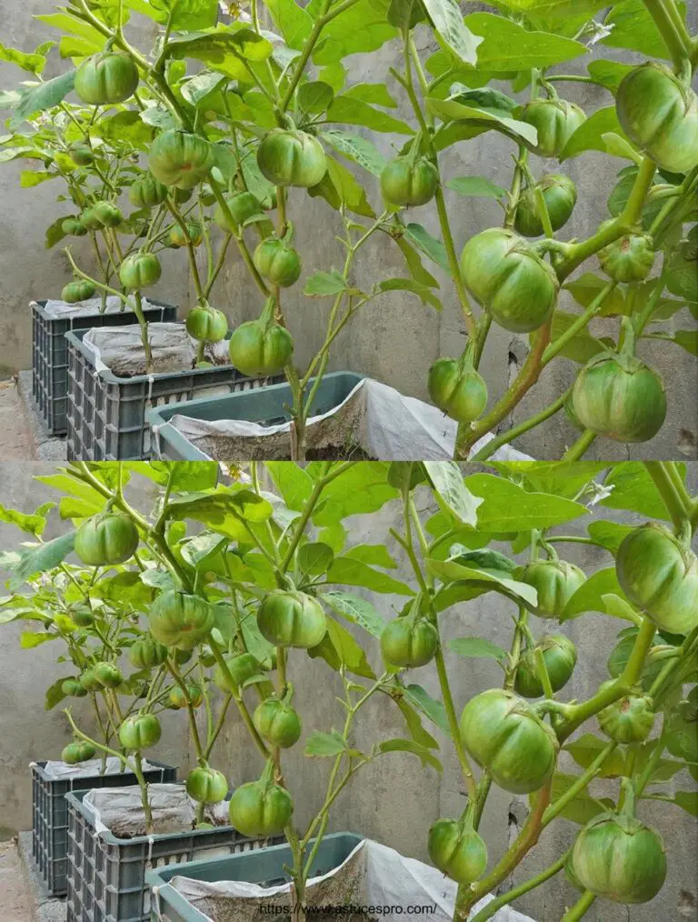 Kultivieren Sie organische Auberginen auf Ihrer Terrasse mit gebrauchten Recyclingkörben Ohne die Notwendigkeit für einen Garten, wachsen Bio-Aberginen.