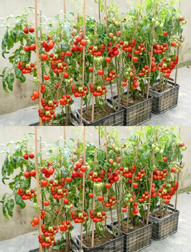 Der einfachste und erfolgreichste Weg, um Tomaten zu Hause zu wachsen, ideal für Anfänger