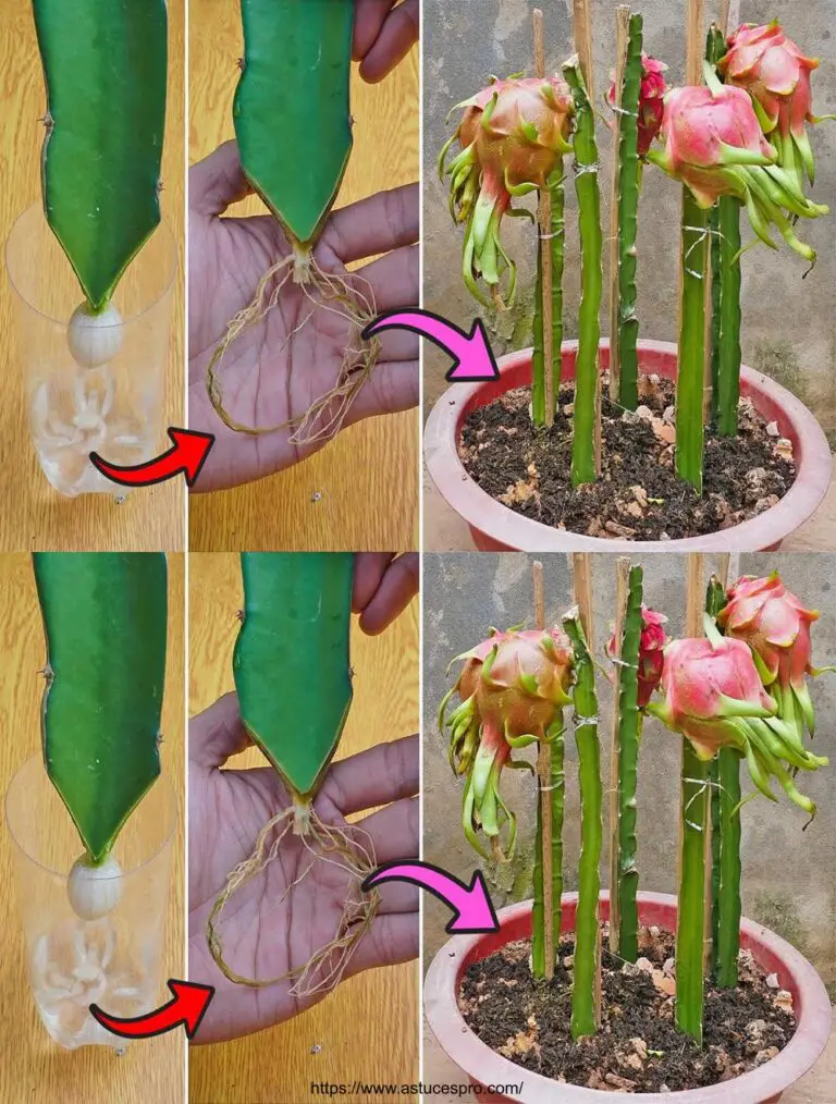 Das magische Rezept, um die Drachenfrucht mit Knoblauch zu verbreitenKultivieren Sie die Drachenfrucht aus Schneiden