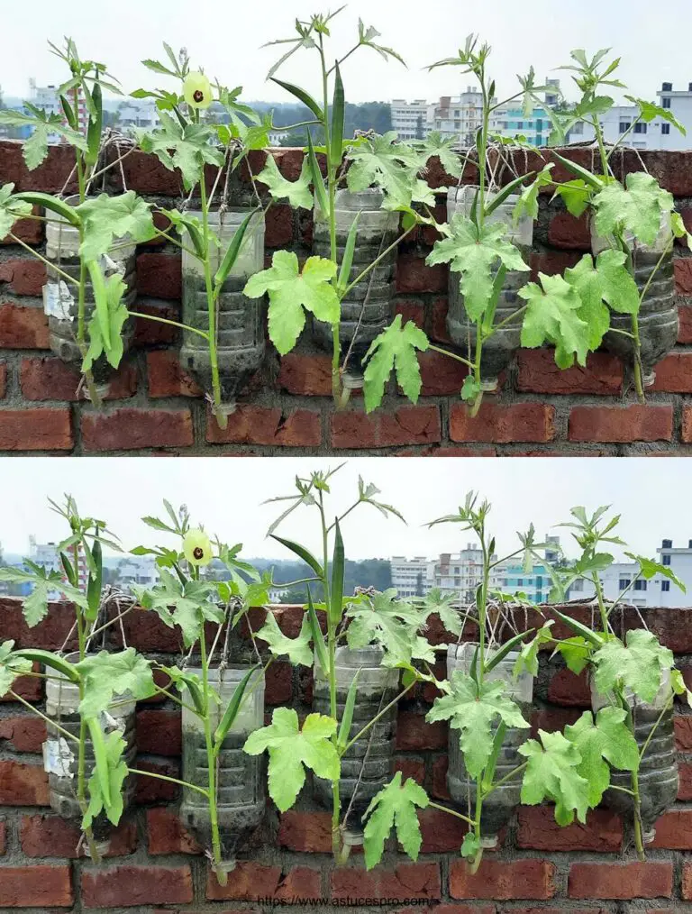 Exklusive Methode zum Aufwachsen von Gombos in einer gartenlosen Plastikflasche!