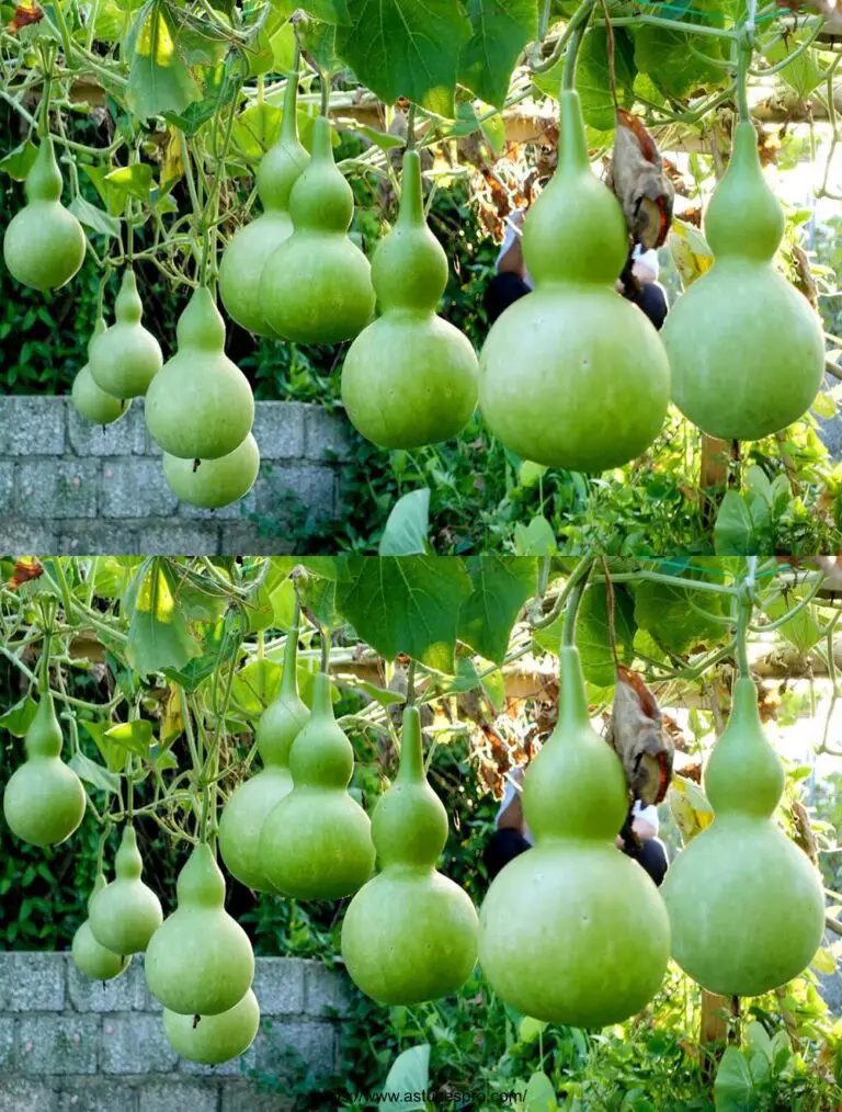 Hausgemachte Squash-Kultur: eine Fülle von Obst in Taschen!