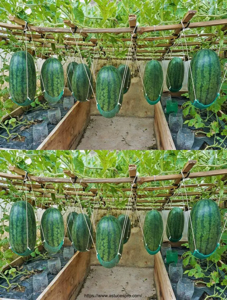 teuerste Wassermelone der Welt: Wachsen Sie süße Wassermelone in Hängematte auf Ihrem Bett