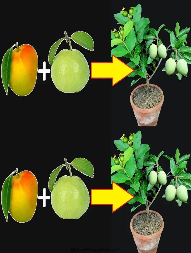 Wie man einen Mango auf einem Goyavier registriert