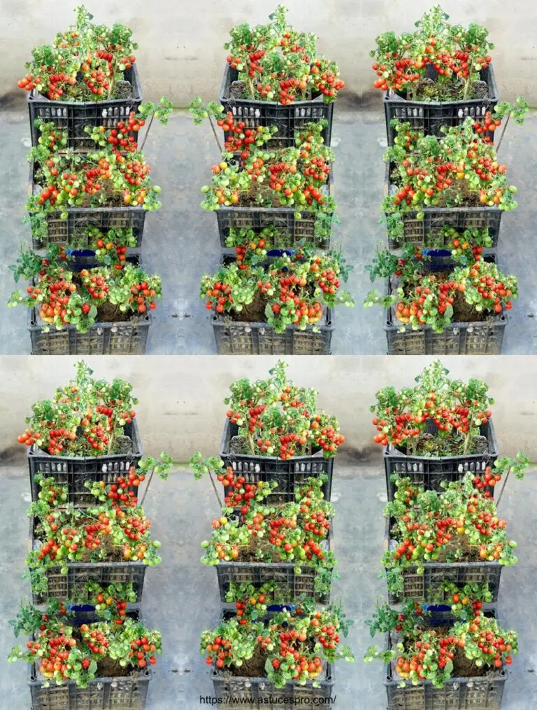 Tipps für den Anbau von Tomaten zu Hause mit einer reichlichen und schnellen Ernte