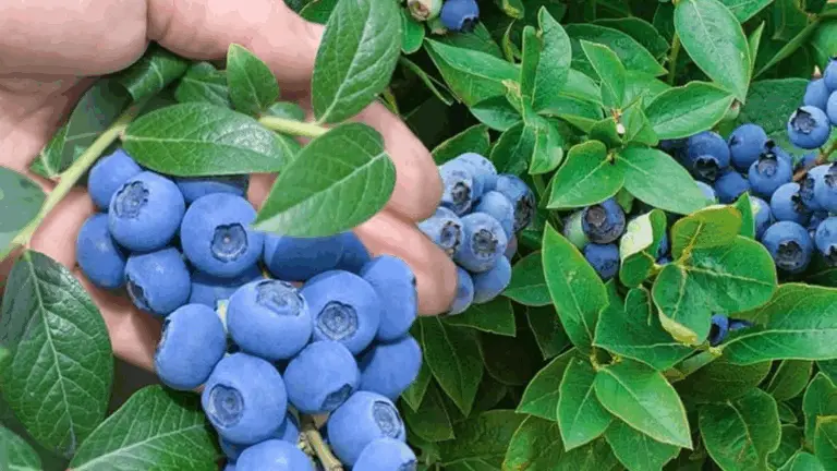 So pflanzt du deine eigenen Heidelbeeren zu Hause