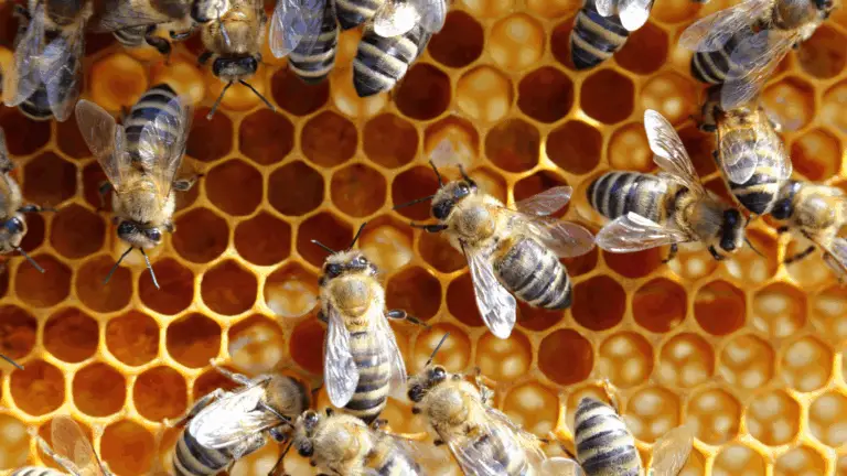 Die Bienen: Unersetzliche Verbündete für Ihren Garten