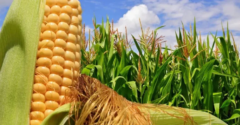 Effektive Strategien gegen Mais-Schädlinge 🌽🛡️