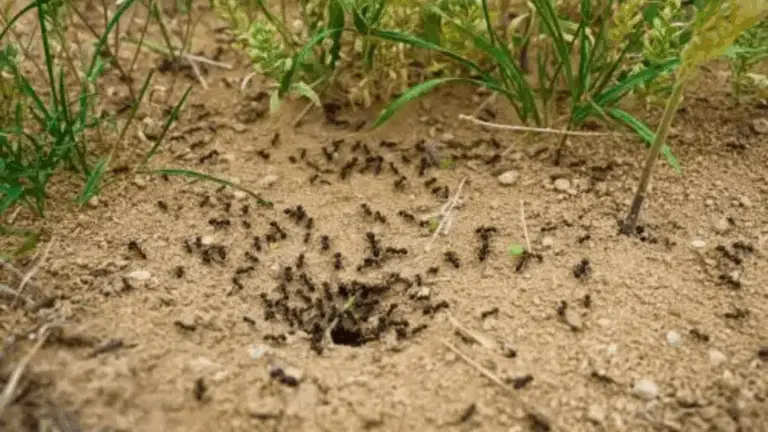 Natürliche Tipps zur Bekämpfung von Ameisen im Garten 🐜🌿