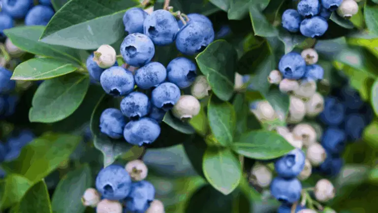 Blaubeeren Anbauen: Ein Umfassender Leitfaden für Deinen Erfolgreichen Garten
