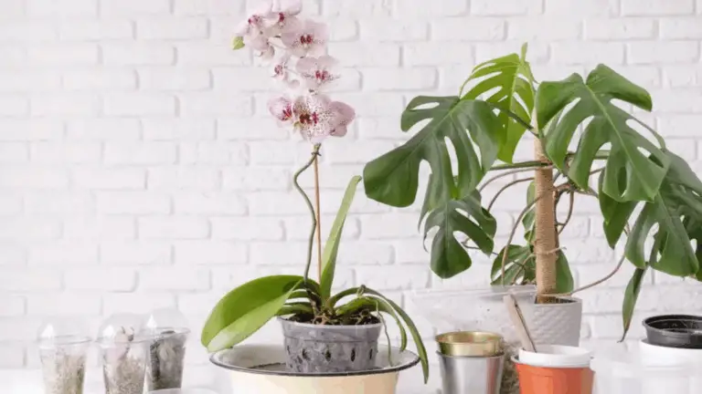 Wie du deine Orchidee wieder zum Blühen bringst: Ein umfassender Schritt-für-Schritt Leitfaden 🌸
