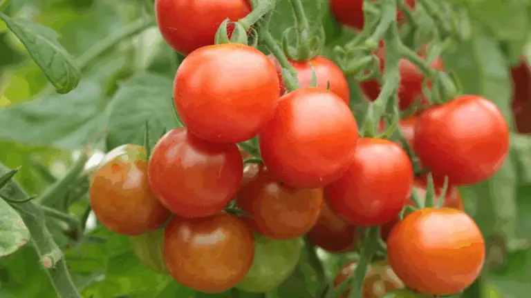 Verbessere deinen Tomatengarten mit natürlichen Düngemitteln