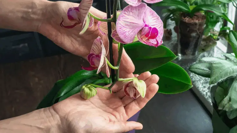 Das Geheimnis für eine lebendige Orchidee