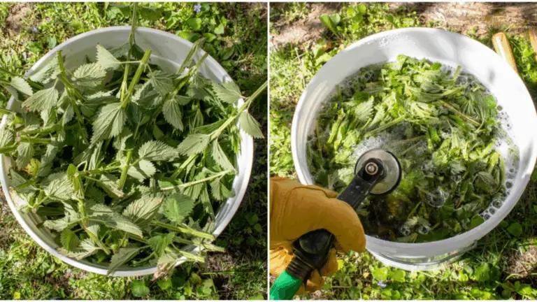 Der Wert von Brennnessel-Dünger und Insektizid: Herstellung und Anwendung im eigenen Garten 🌿