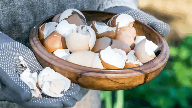 Eierschalen im Garten – Die unterschätzte Naturressource
