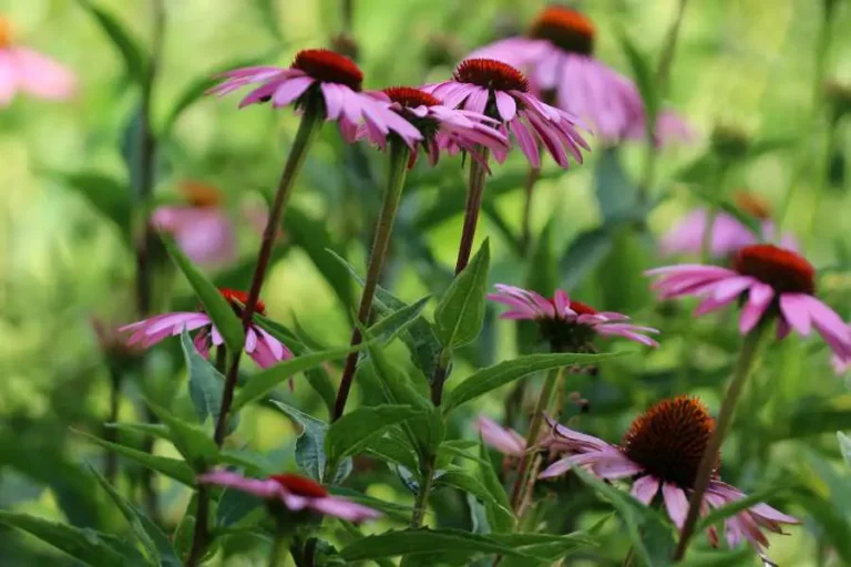 15 Prachtige Meerjarige Planten die Meerdere Keer per Jaar Bloemen geven