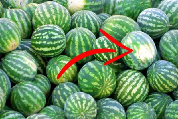 So findest du die perfekte Wassermelone – in nur wenigen Sekunden! 🍉☀️