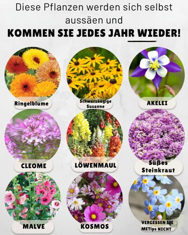 Neun pflegeleichte Pflanzen, die jedes Jahr aufs Neue selbstständig wachsen und gedeihen! 🌱