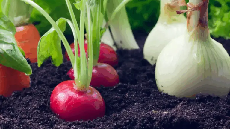 Alles, was du für eine frische, selbstgezogene Gemüseküche brauchst – auch ohne Garten!