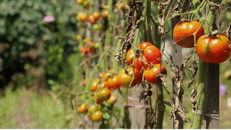 Die häufigsten Tomatenkrankheiten und wie man sie erfolgreich bekämpft