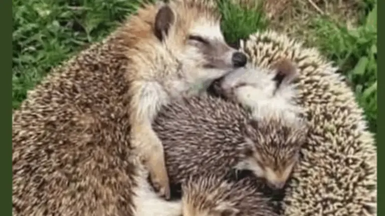 Helfen Sie unserem kleinen Gartenwächter – Ein Aufruf zur Tierliebe und Umweltschutz