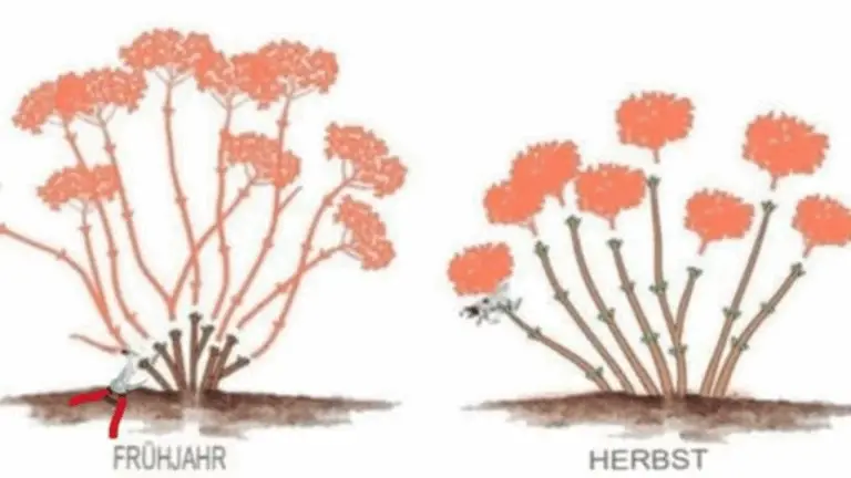Entdecken Sie die Geheimnisse des Schneidens von Hortensien