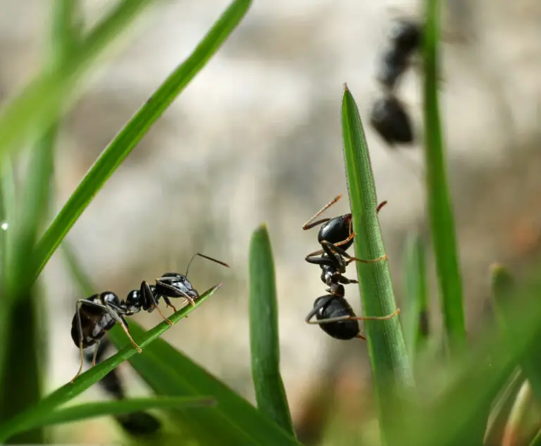 Ameisen im Garten vertreiben für nur 20 Cent: Natürliche und günstige Methoden