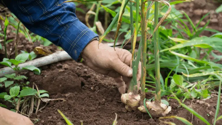 Freundliche Schritt-für-Schritt-Anleitung zum Anbau von Ingwer zu Hause – für Frische direkt aus dem Topf! 🌱