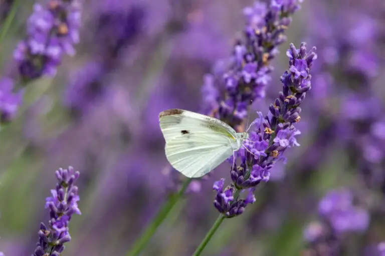 🌿 Insekten natürlich fernhalten mit Pflanzen – So wird dein Garten zur mückenfreien Oase