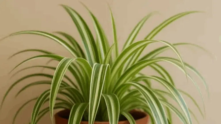 Ein wahrer grüner Schatz – Die Wunder der Grünlilie (Chlorophytum comosum)
