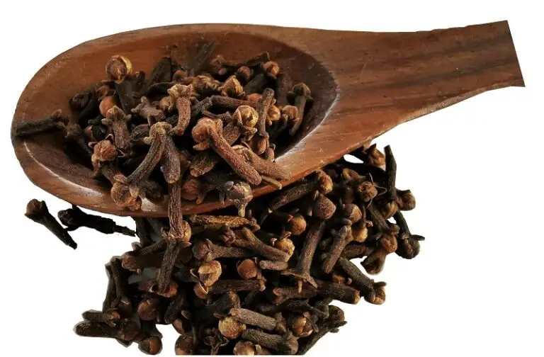Selbst Nelken (Cravos-da-Índia) anbauen – Vom Samen zum aromatischen Gewürz