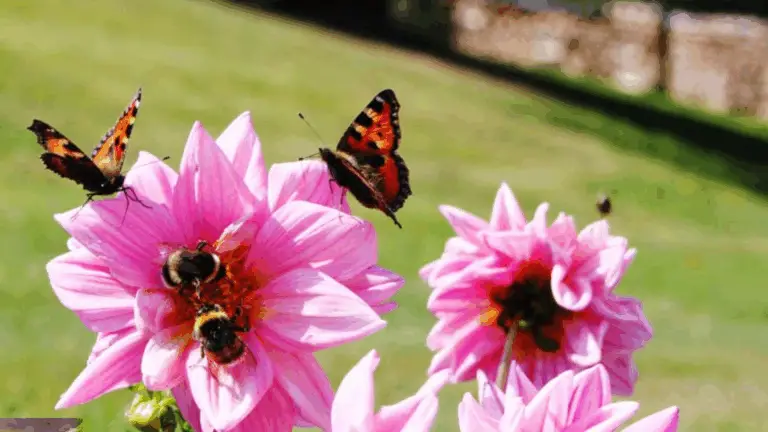 Ein blühender Garten für Bienen und Imkerfreundlichkeit