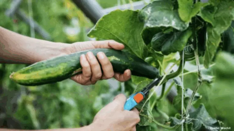 Möchtest du in deinem Garten oder auf deinem Balkon wirklich saftige und große Gurken ernten?