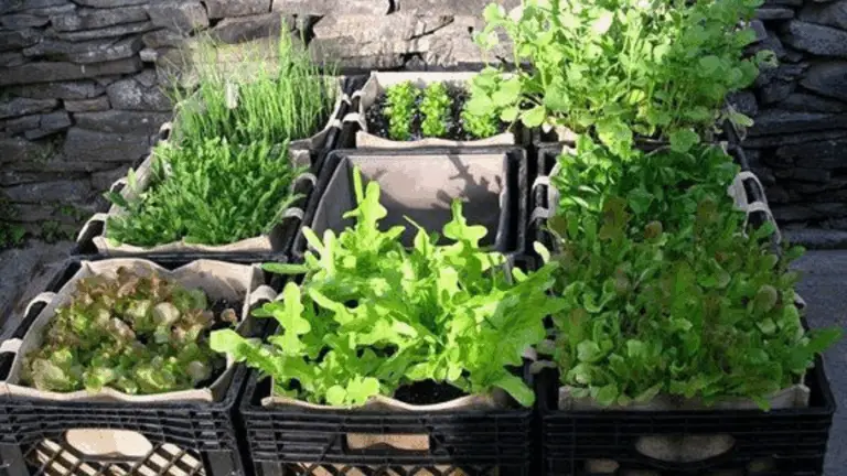 Zucchini in Töpfen erfolgreich ziehen: Die umfassende Anleitung 🌱