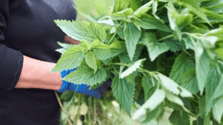 Brennnesseljauche: Der natürliche Super-Dünger für deinen Garten! 🌿