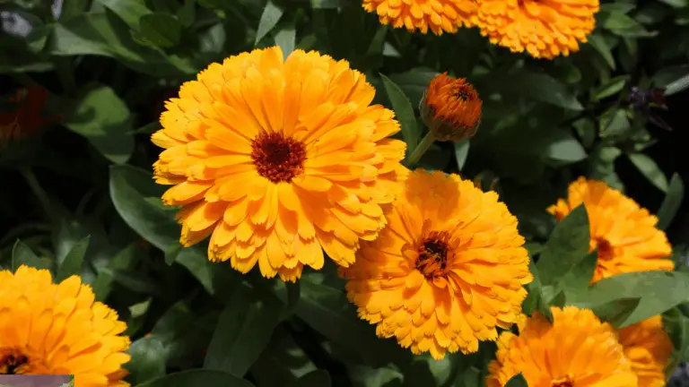 Mach deinen Garten mit selbstsamen Blumen zum blühenden Naturparadies 🌸