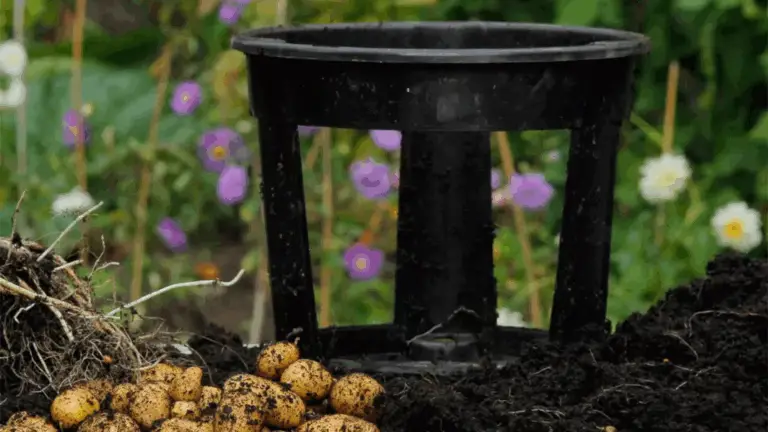 Erfolgreich Kartoffeln im Topf ziehen: Tipps für den perfekten Ernte-Glücksgriff! 🥔🌱