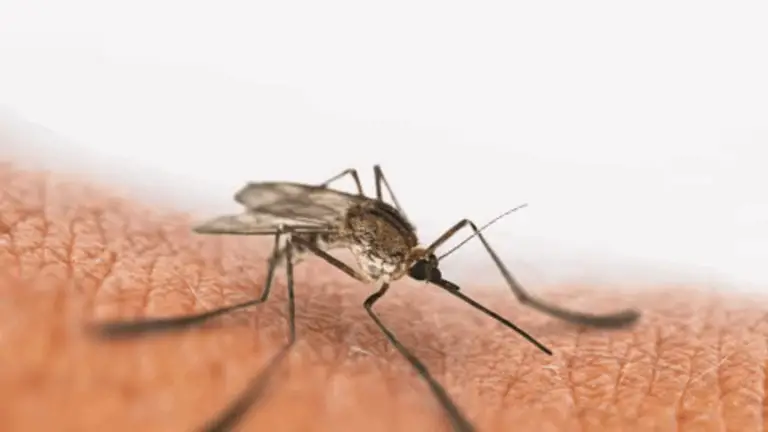 Hitze lockt kleine Insekten an? Hier ist eine bewährte Hauslösung, die garantiert wirkt!