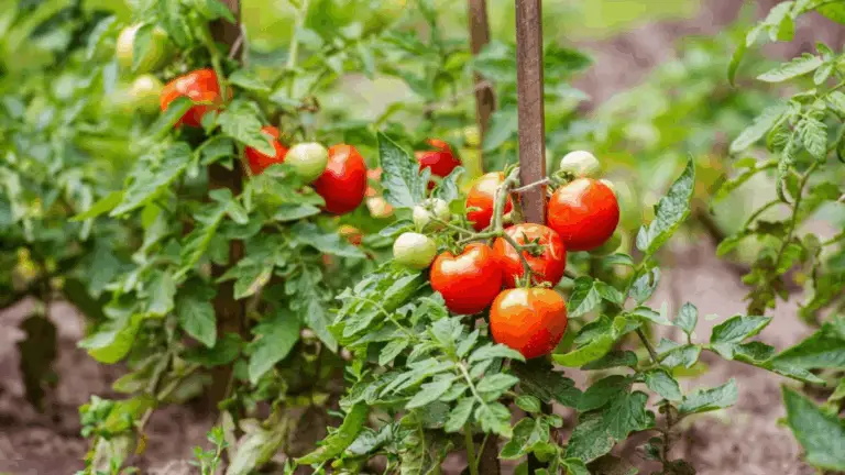 Natürliche Wachstumsförderung für Tomaten und Gurken – ein grüner Tipp