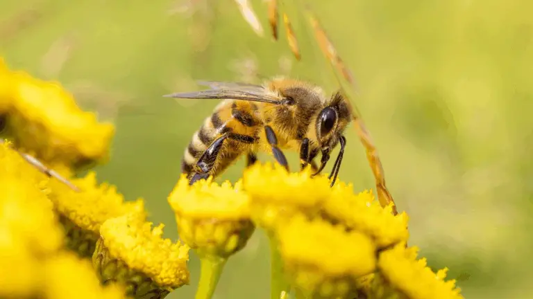 Biene oder Wespe? So erkennst du den Unterschied!