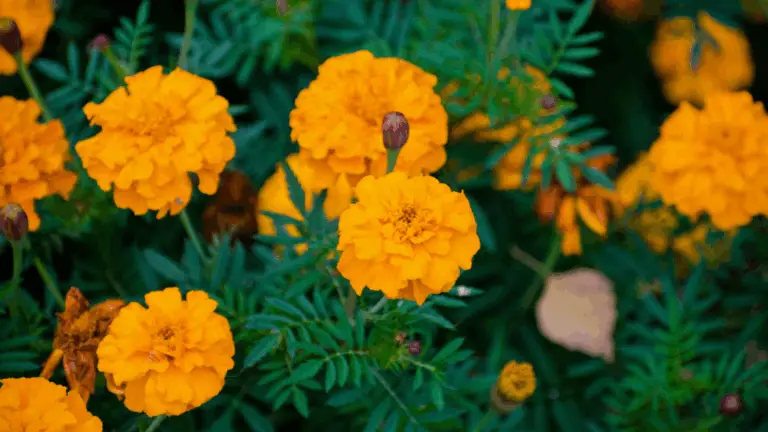 Der Mai ist die perfekte Zeit, um deinen Garten auf Vordermann zu bringen und ihn in voller Blüte stehen zu lassen.