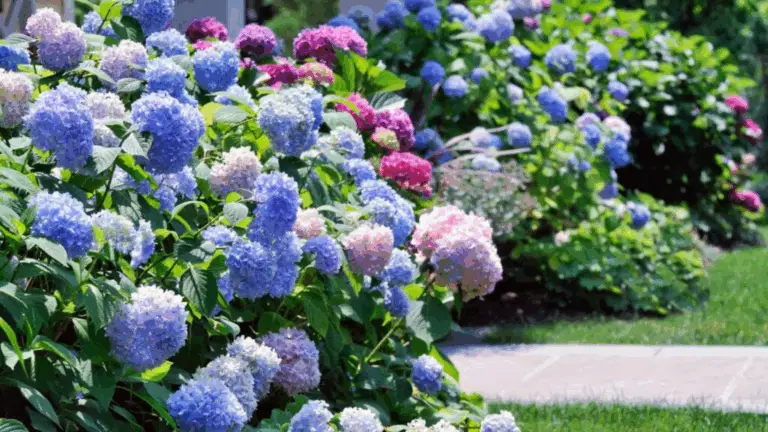 Hydrangeas sind wirklich unglaublich schön und bringen mit ihren großen.