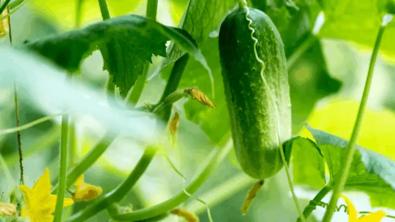 So erhältst du eine reiche Ernte an saftigen Gurken: Der ultimative Guide zum richtigen Trimmen und Pflegen deiner Gurkenpflanzen
